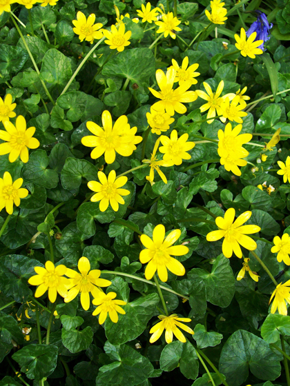 Lesser Celandine